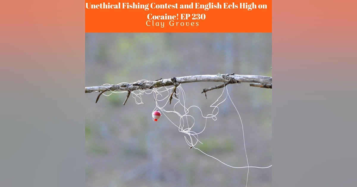 Unethical Fishing Contest and English Eels High on Cocaine Ep 231