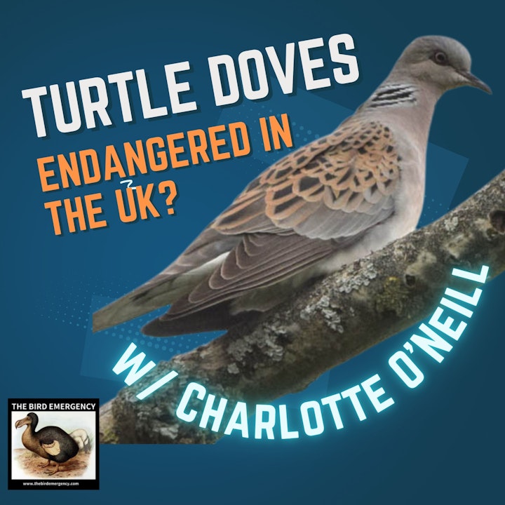 061 The disappearing turtle doves of the UK with Charlotte O'Neill