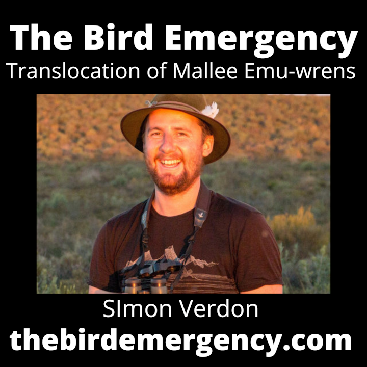 BE 056 Mallee Emu-wren translocations with Simon Verdon