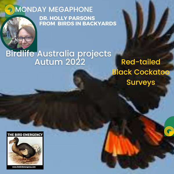 Bonus - Monday Megaphone with Holly Parsons Short - Red-tailed Black-Cockatoo Surveys Image
