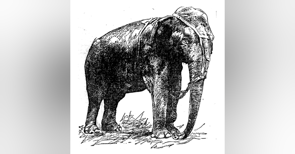 Topsy the Elephant