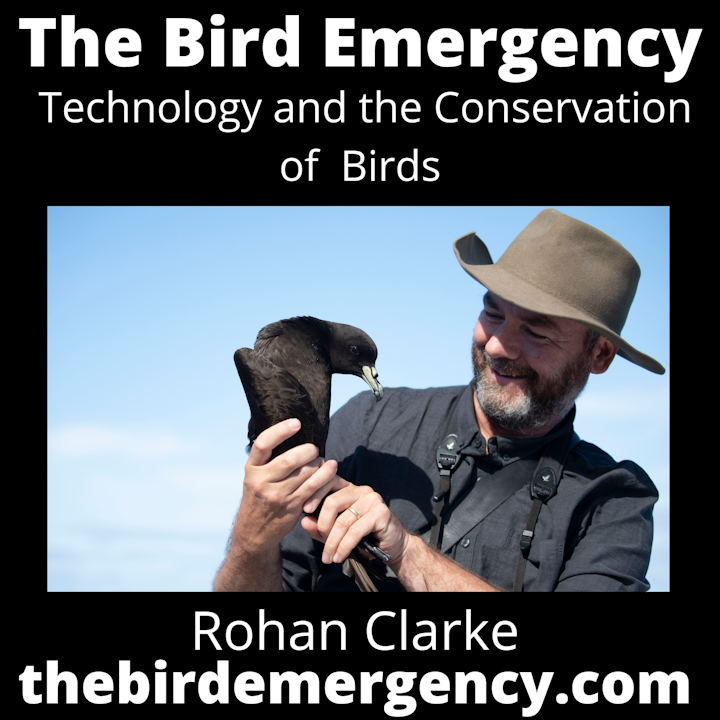 070 Drones are improving conservation efforts and woodland bird with Rohan Clarke