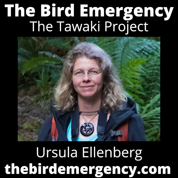 063 The Tawaki Project with Ursula Ellenberg