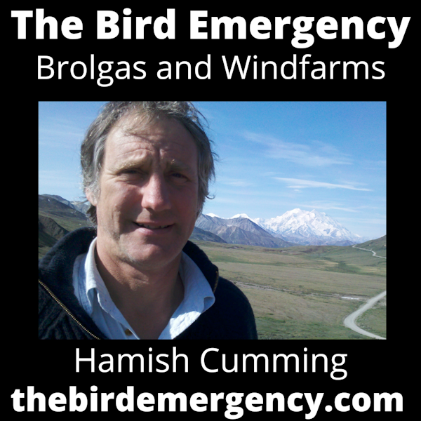 Brolgas and Wind Farms with Hamish Cumming Image