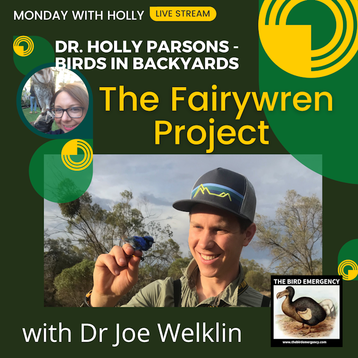 Monday with Dr Holly - The Fairywren Project with Dr Joe Welklin