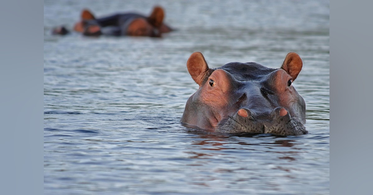 The American Hippo Project