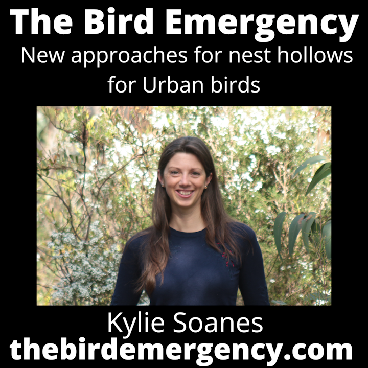 065 New approaches to urban nest boxes with Kylie Soanes