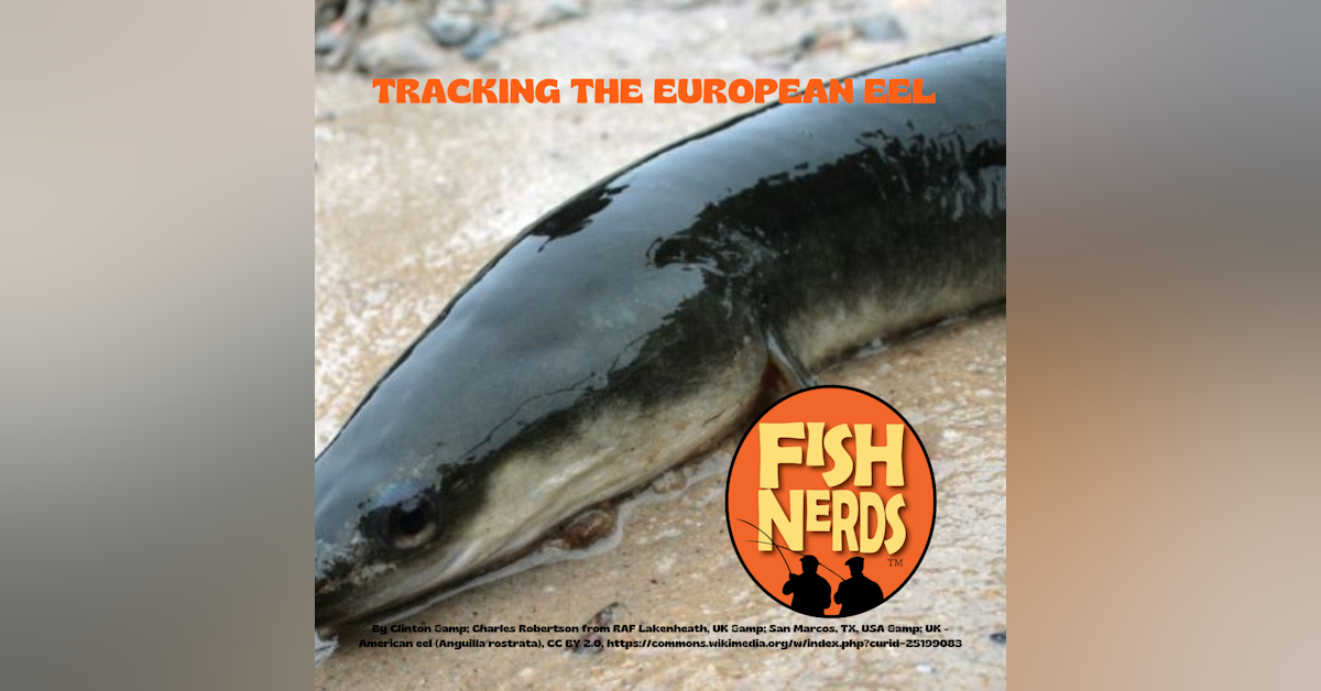 Tracking the European Eel and Drop Shotting ep 305
