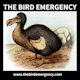 The Bird Emergency Album Art