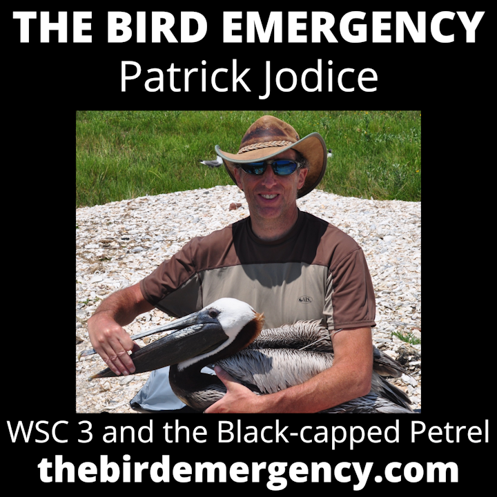 BE 053 Patrick Jodice talking WSC3 and Black-capped Petrels