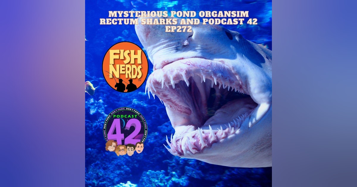 Mysterious Pond Organsim Rectum Sharks and Podcast 42 EP272