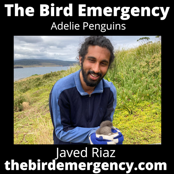 066 Adelie Penguins with Javen Riaz Image