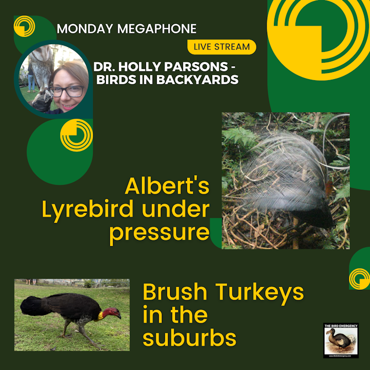 Monday Megaphone with Holly Parsons - Albert's Lyrebird and Brush Turkeys