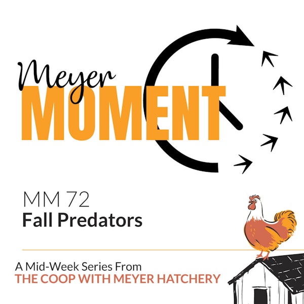 Meyer Moment: Fall Predators Image