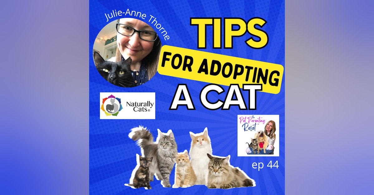 Tips for Adopting A Cat with Julie-Anne Thorne of Naturally Cats