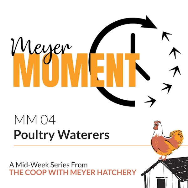 Meyer Moment: Poultry Waterers + National Humor Month! Image