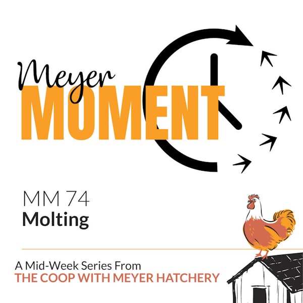 Meyer Moment: Molting Image