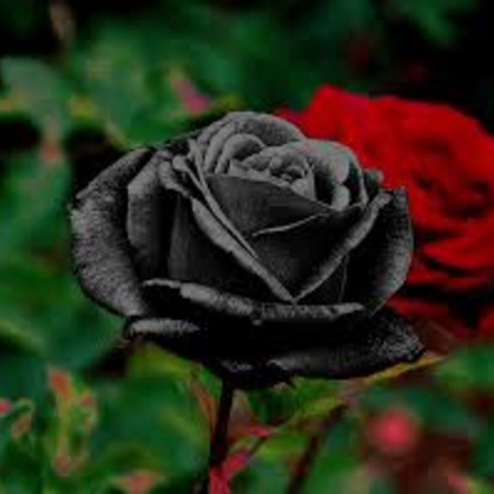 A Rose is still A Rose