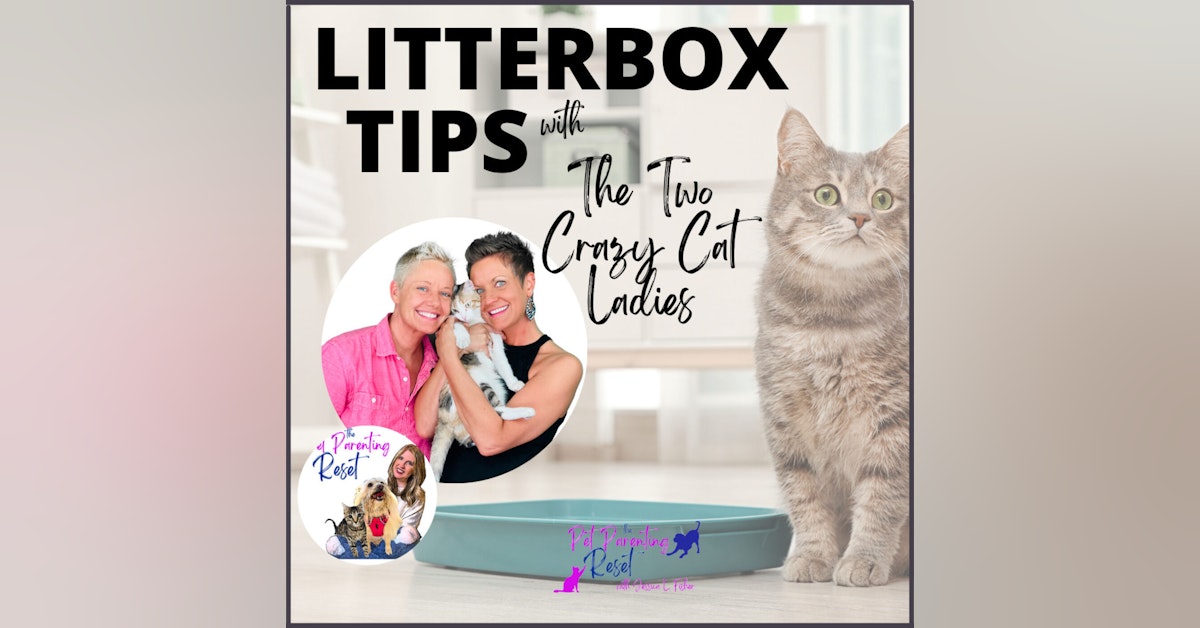 THE BEST 10 Tips & Tricks For Your Cat's Litter Box with The Two Crazy Cat Ladies