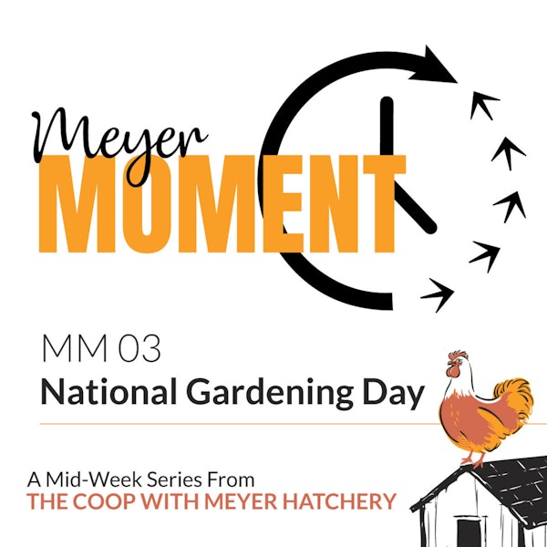 Meyer Moment: National Gardening Day (With Chickens)! Image